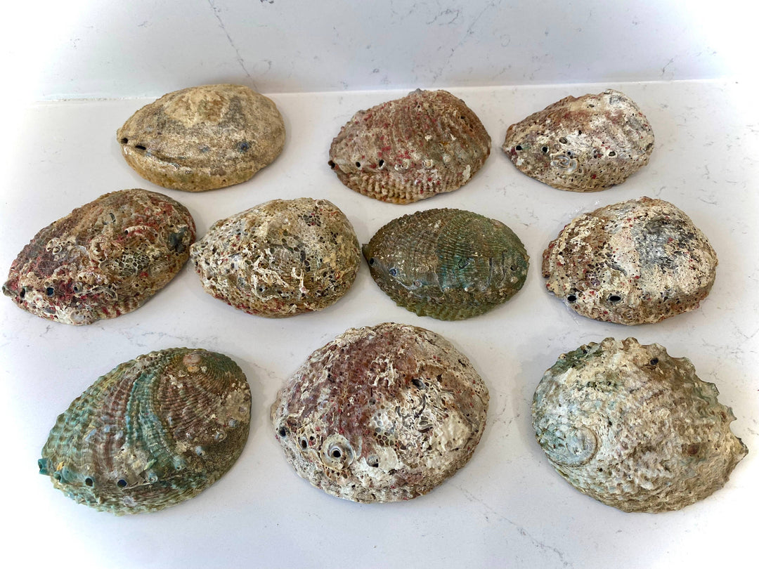Large Abalone Shell Smudge Bowl for coastal sacred space and healing rituals