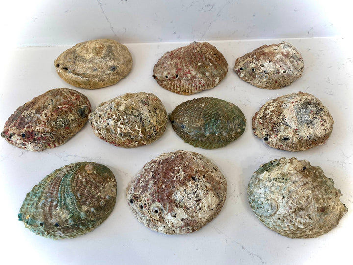 Large Abalone Shell Smudge Bowl for coastal sacred space and healing rituals