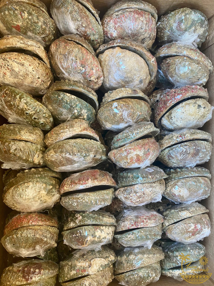 Large abalone shell smudge bowl for coastal sacred space and healing rituals