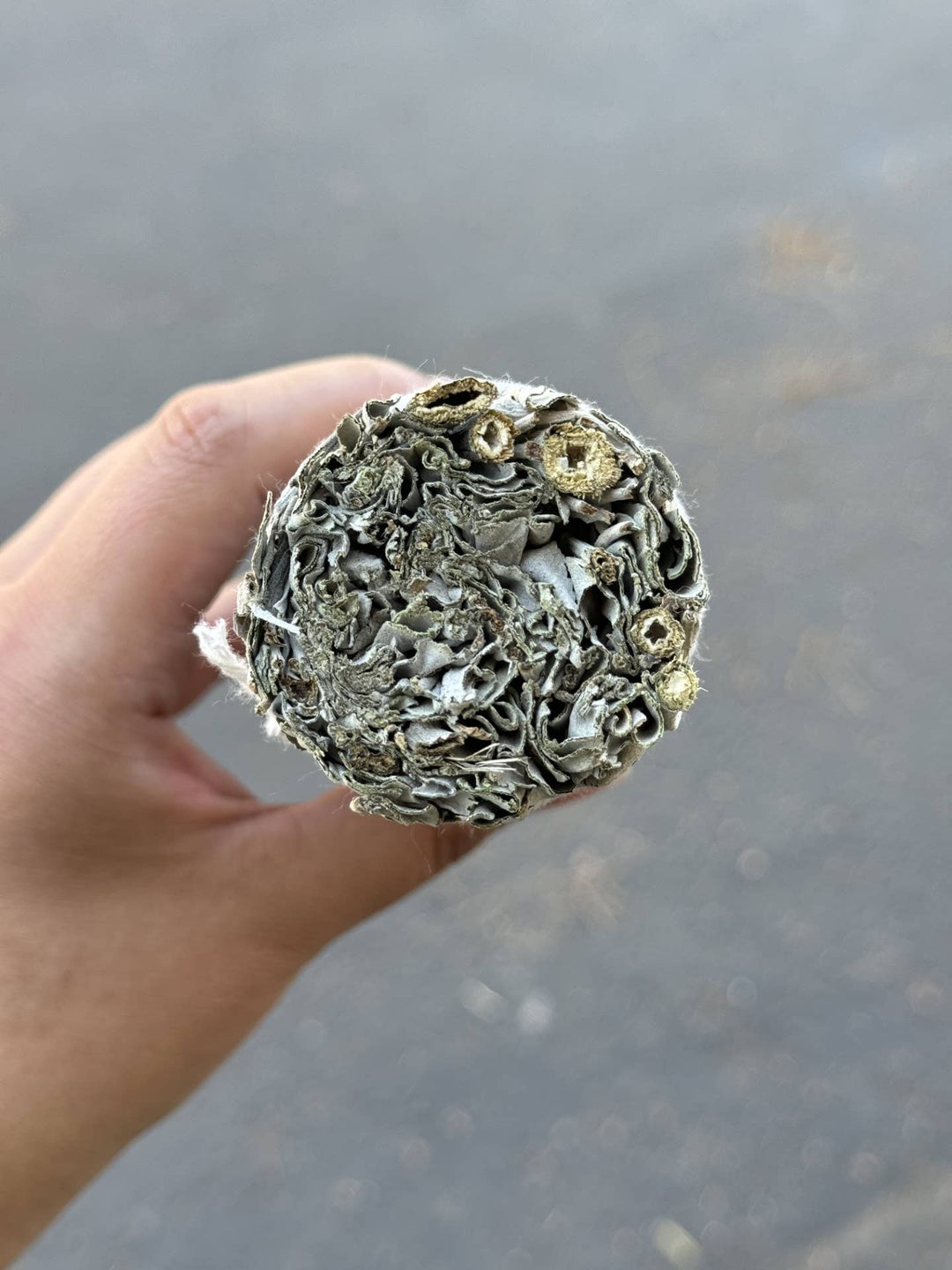 California White Sage Herb Wand 9 Inch bundled for ritual smoke cleansing ceremony