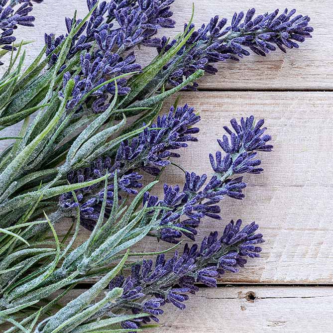 Lavender Essential Oil .5 fl oz for relaxation aromatherapy and spiritual wellness rituals