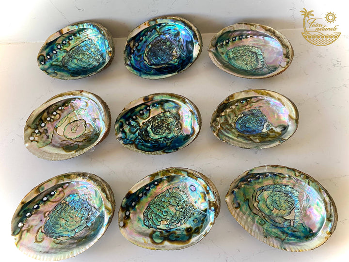 Large abalone shell smudge bowl for coastal sacred space and healing rituals