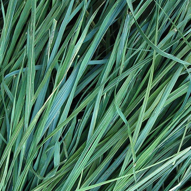 Sweetgrass Essential Oil small bottle for grounding aromatherapy and spiritual intention setting