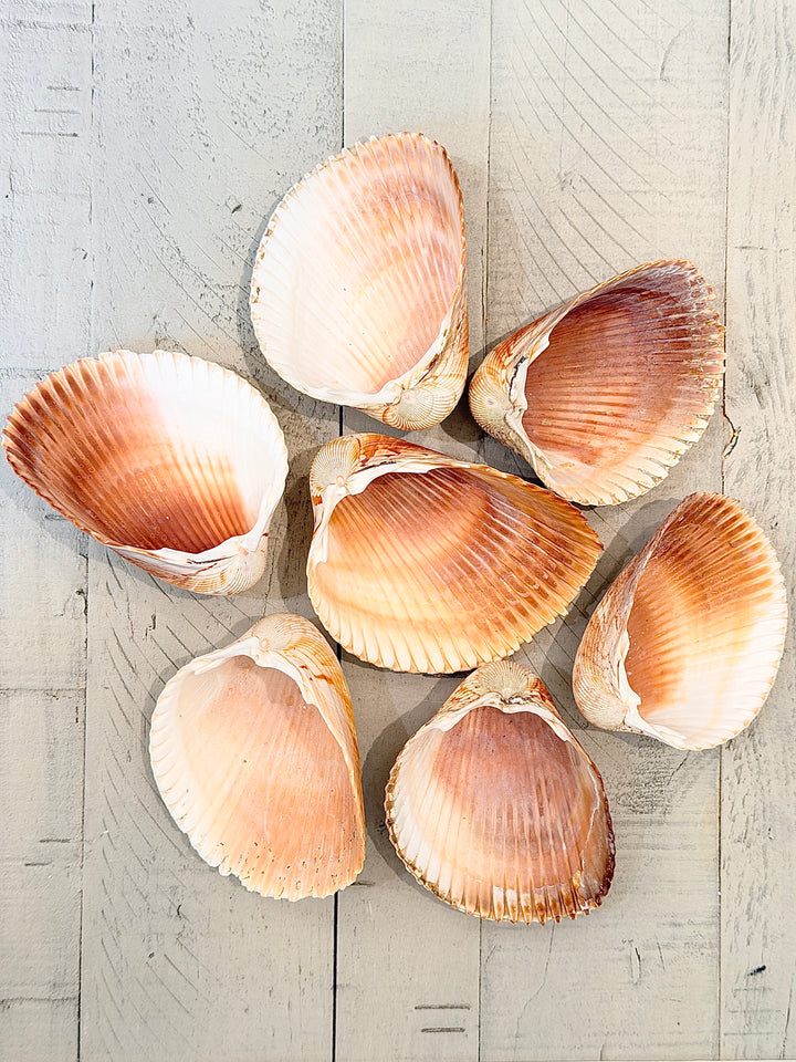 Hand-Picked Sanibel Smudge Shell