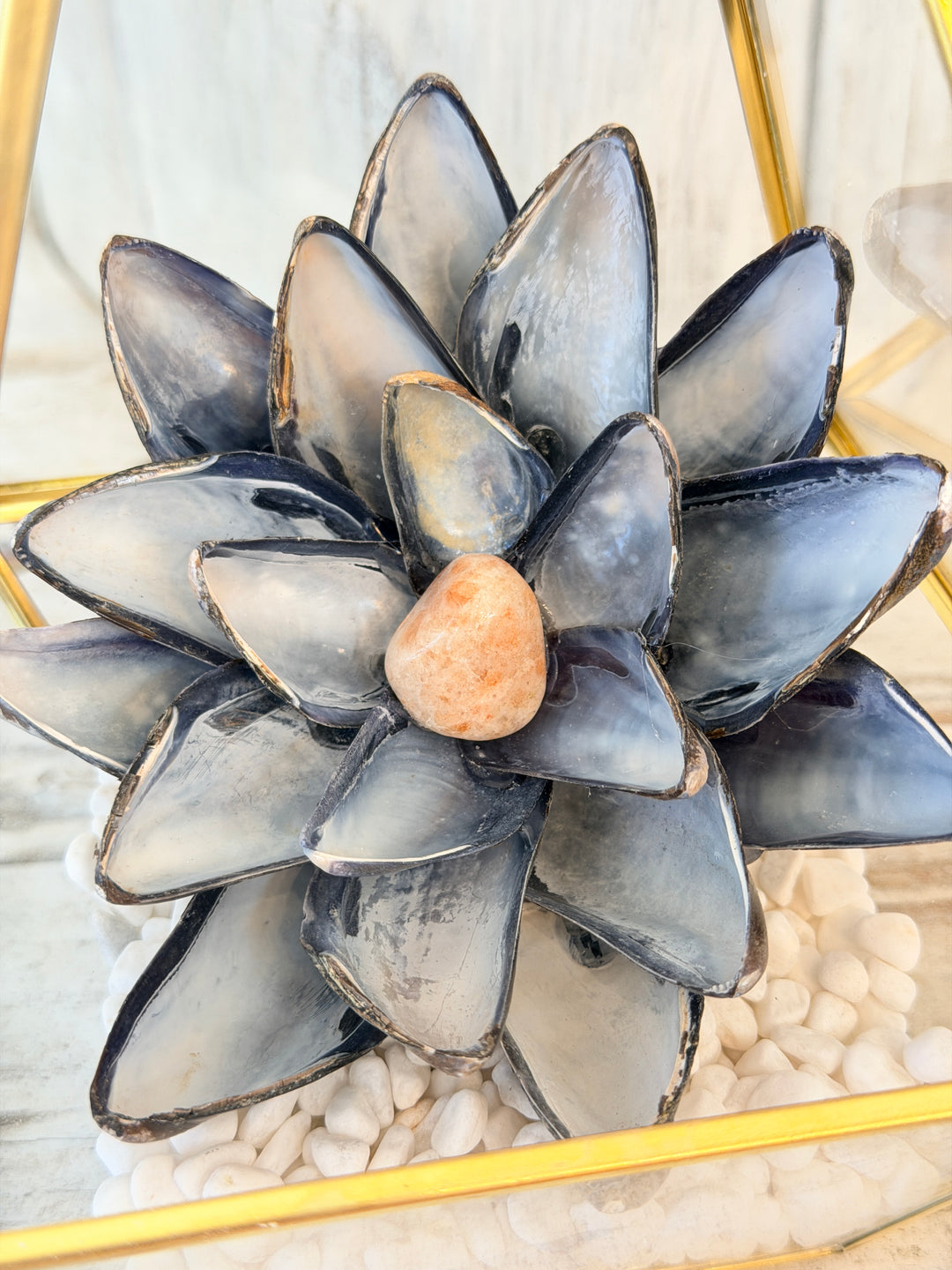 Anchored Soul | Mussel ZenFlower Terrarium | Sunstone