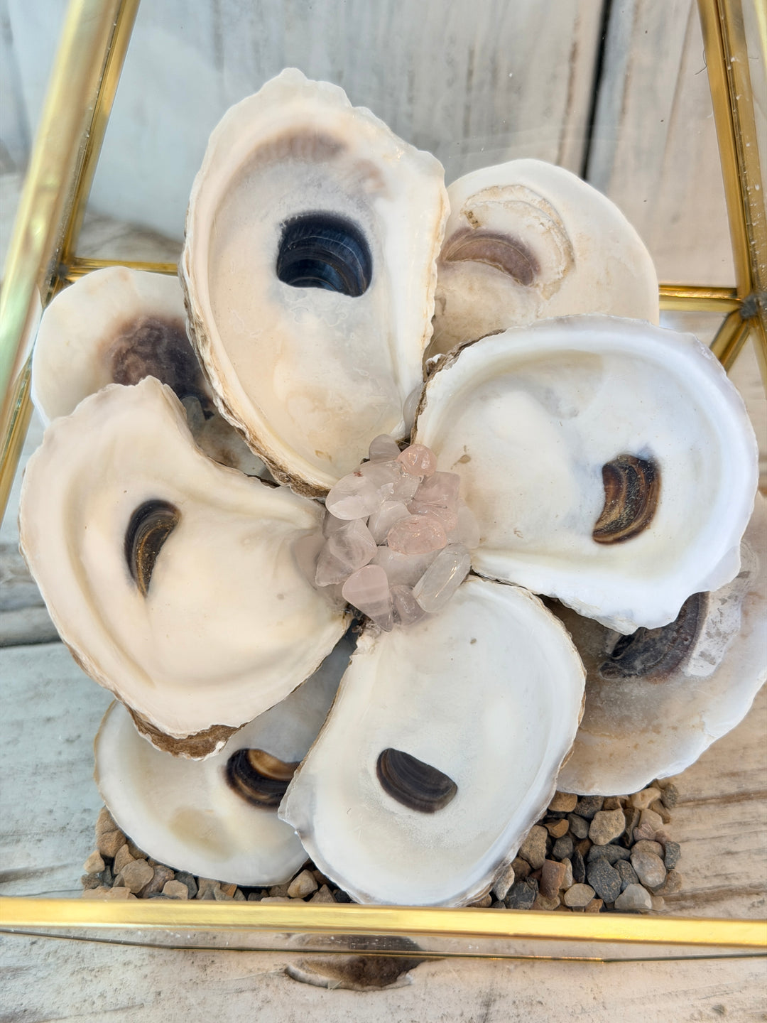 Anchored Soul | Oyster ZenFlower Terrarium | Rose Quartz