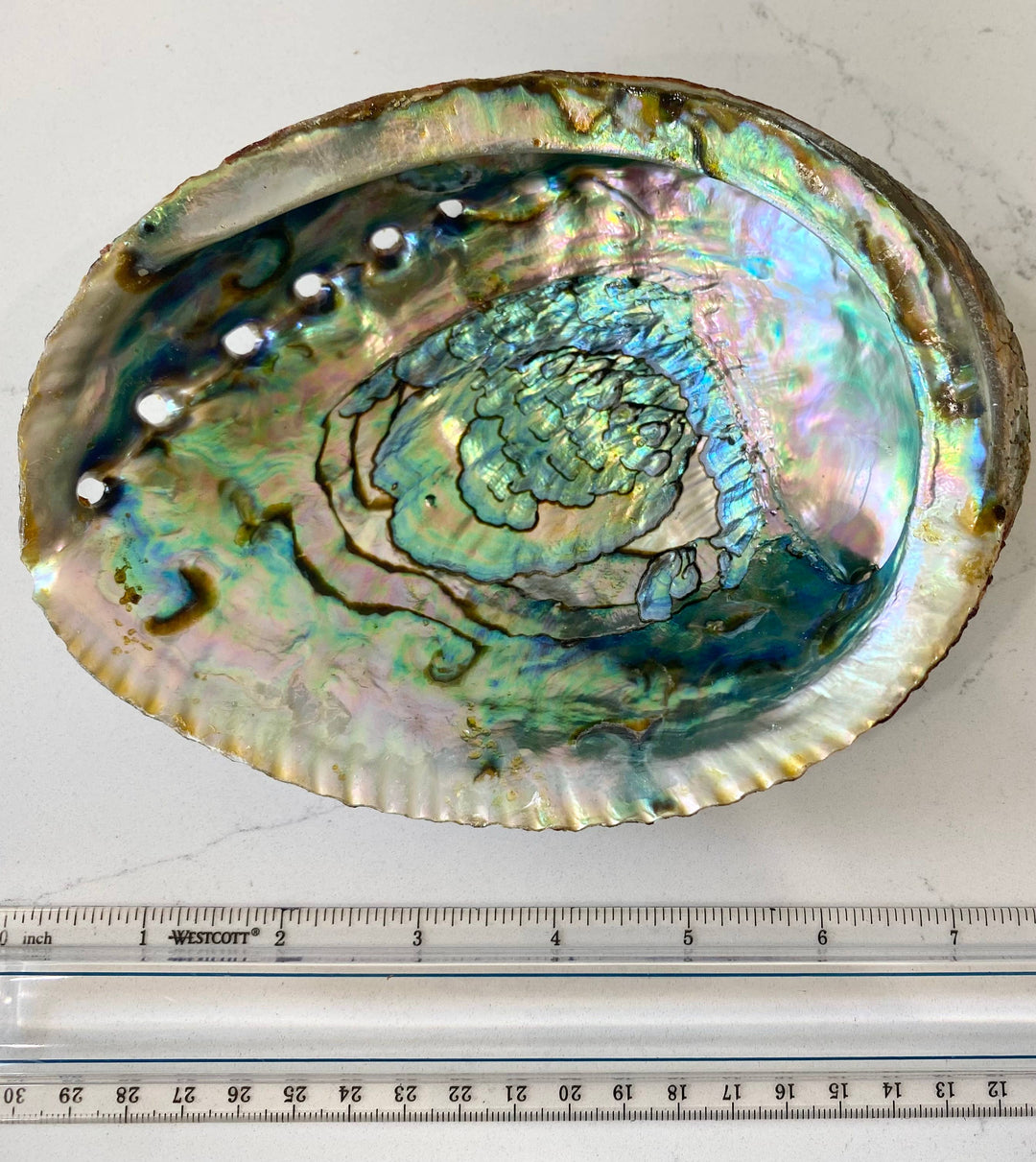 Large abalone shell smudge bowl for coastal sacred space and healing rituals