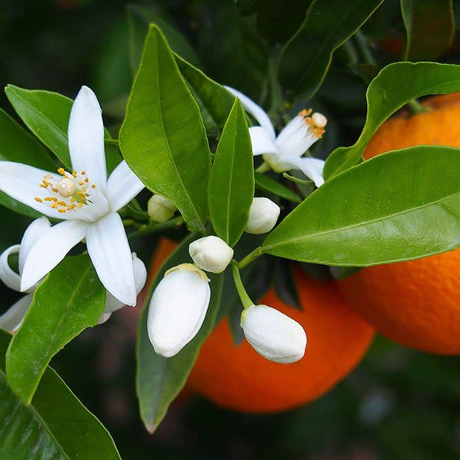 Orange Blossom Oil
